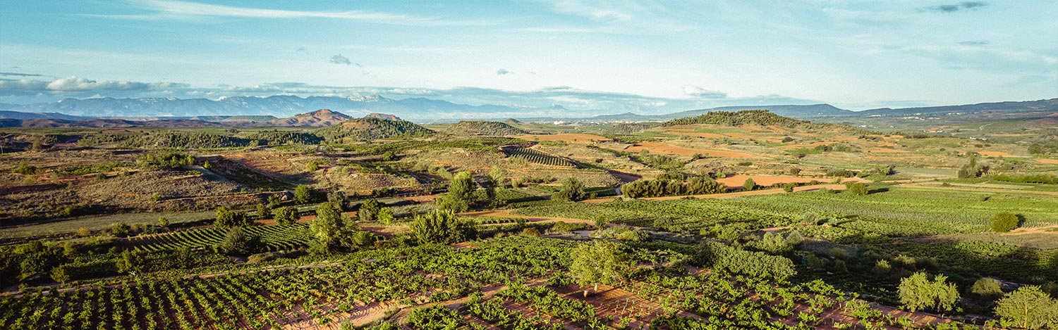 Principales factores que influyen en la calidad del vino